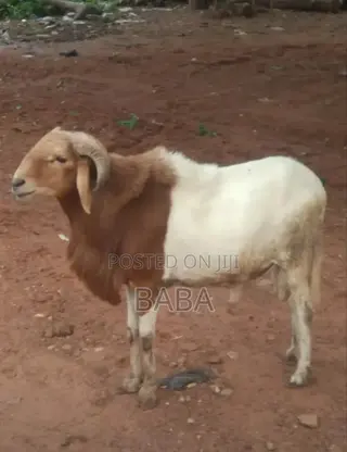 Sheep for Sale