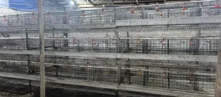 H Type Battery Cages for Sale, (Contain 120 Chickens)