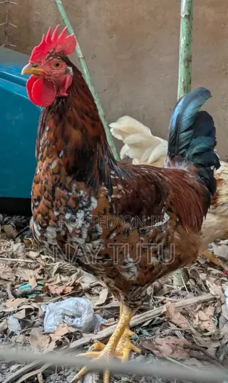 Big Male Fowl for Enjoyment and Breeding