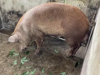 Quality Durocs