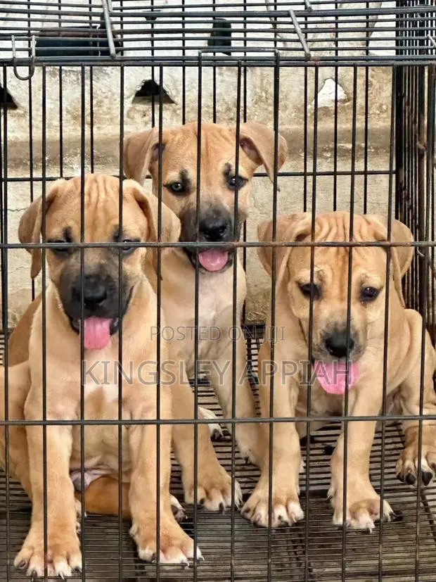 1-3 months Female Purebred Boerboel · Photo 1