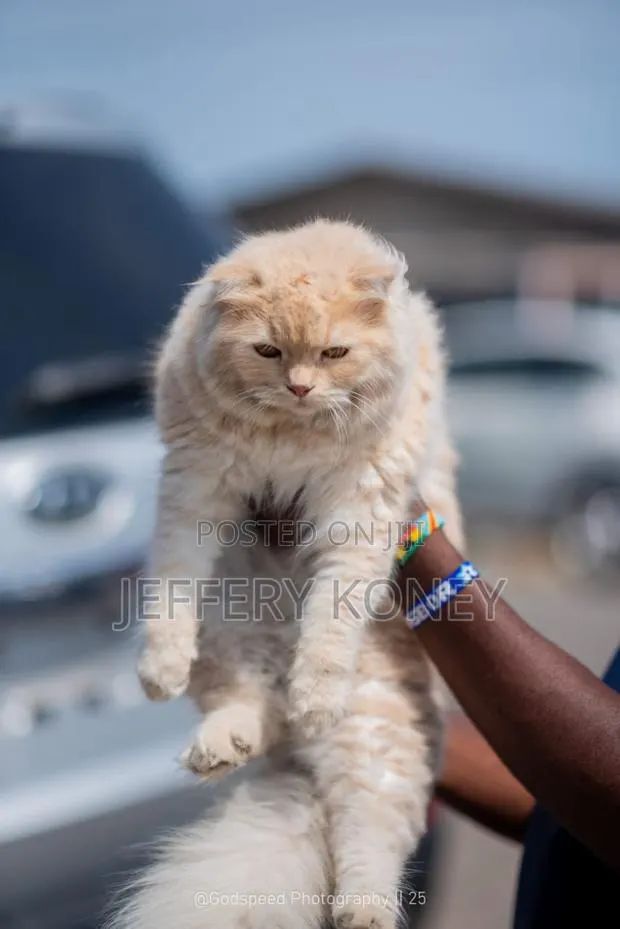 6-12 months Female Purebred Persian · Photo 1