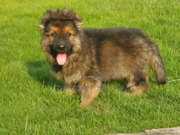1-3 months Male Purebred German Shepherd · Photo 1
