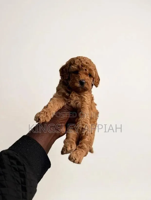 1-3 months Female Purebred Poodle · Photo 1