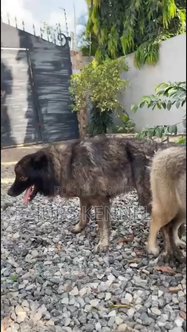 1+ year Male Purebred Caucasian Shepherd · Photo 1