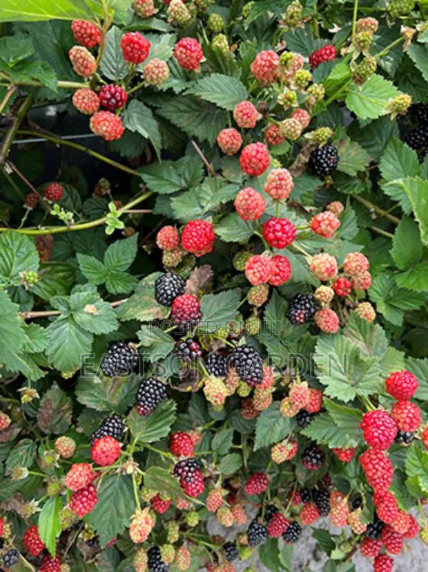 Exotic Blackberry Seedlings – Fast Fruiting Easy to Grow! · Photo 1