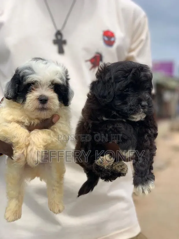 1-3 months Female Purebred Poodle · Photo 1