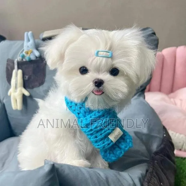 1-3 months Female Purebred Poodle · Photo 1