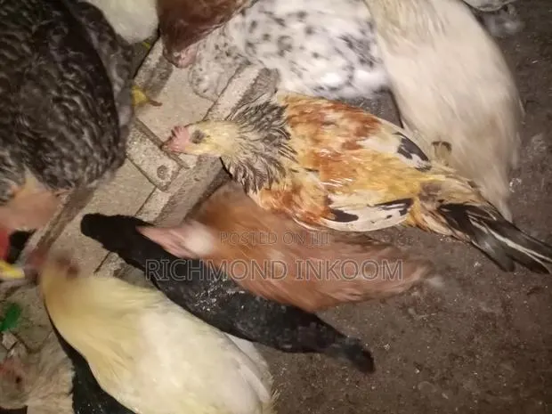 Local Chickens · Photo 3