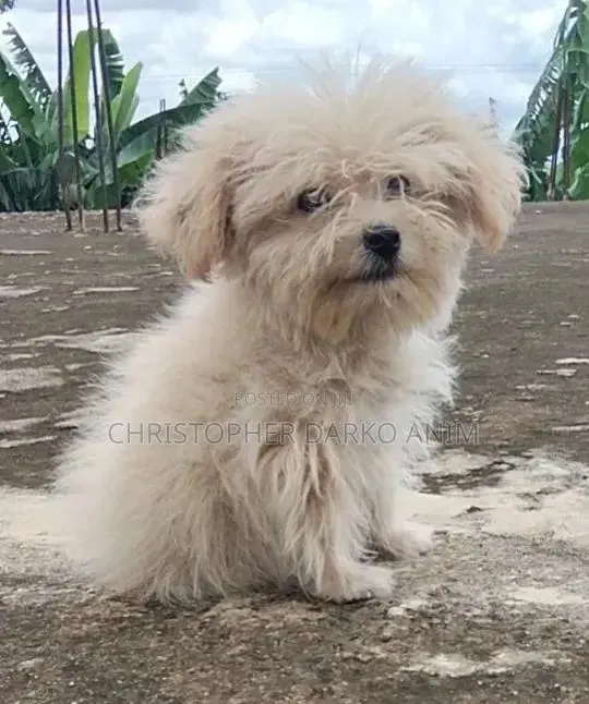3-6 months Male Purebred Poodle · Photo 2