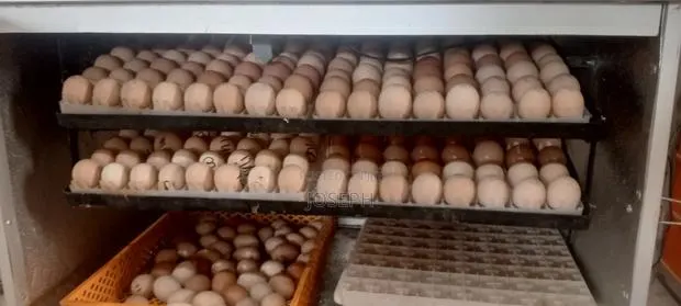 Day Old Chicks · Photo 1