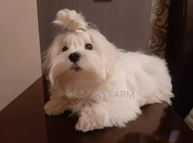 1-3 months Male Purebred Maltese · Photo 1