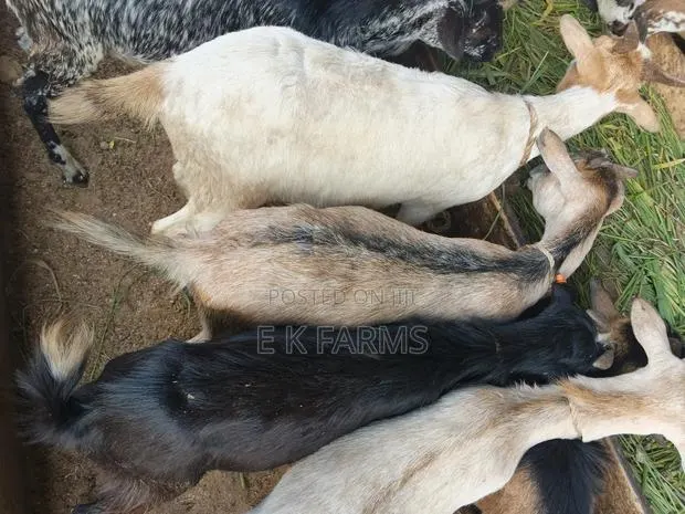 Local Breed Goat Available in Stock