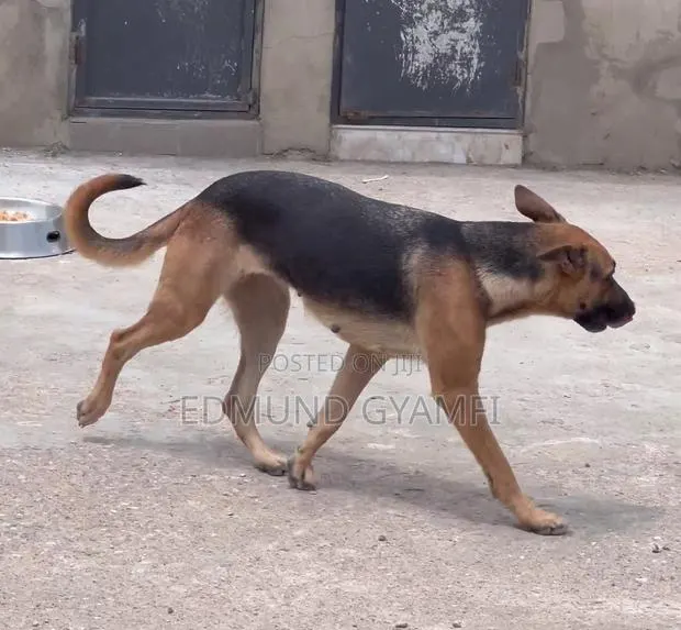 1+ year Female Purebred German Shepherd · Photo 1