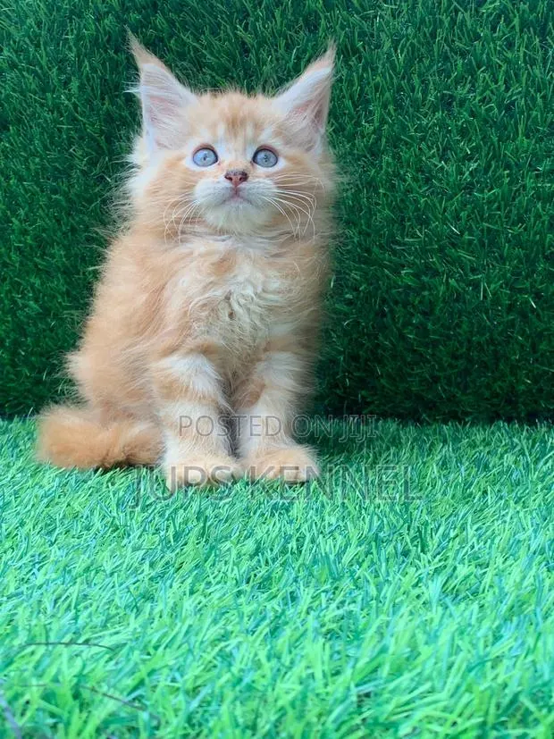 1-3 months Female Purebred Maine Coon · Photo 1