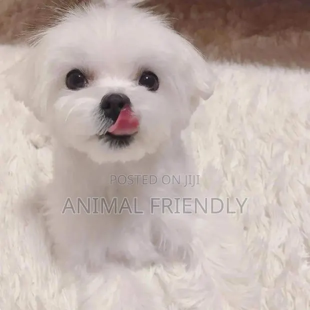 1-3 months Female Purebred Maltese · Photo 1