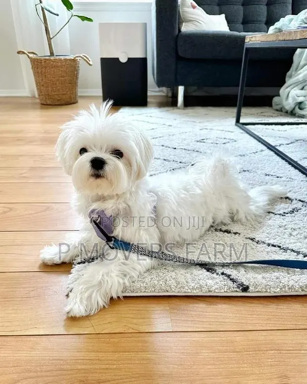 1-3 months Male Purebred Poodle · Photo 1
