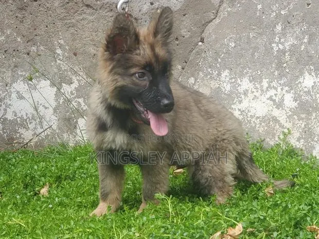 1-3 months Male Purebred German Shepherd · Photo 1