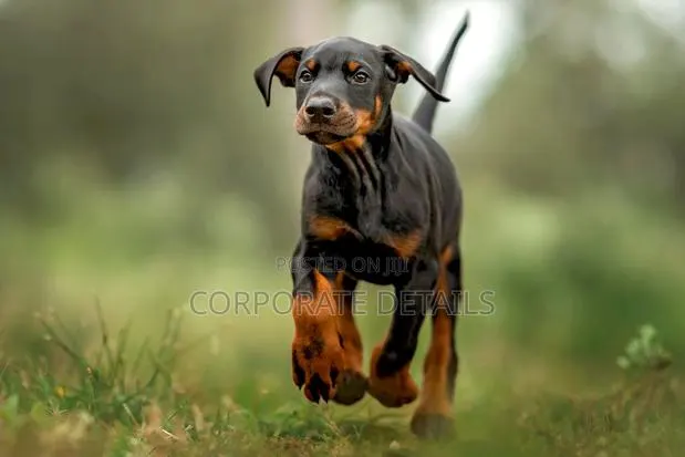 1-3 months Male Purebred Doberman Pinscher · Photo 1