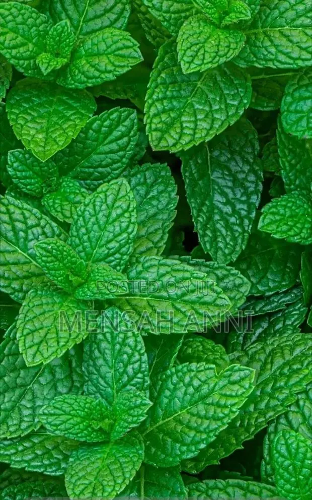 Greenhome Spearmint Leaves · Photo 1