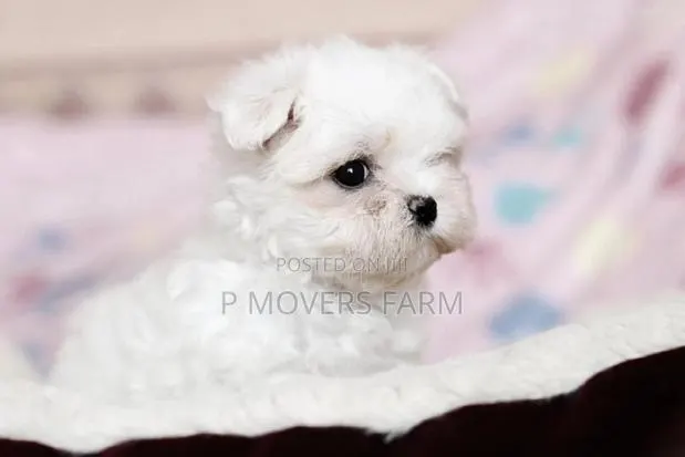 3-6 months Male Purebred Maltese · Photo 1