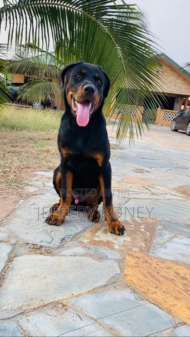 6-12 months Male Purebred Rottweiler · Photo 1
