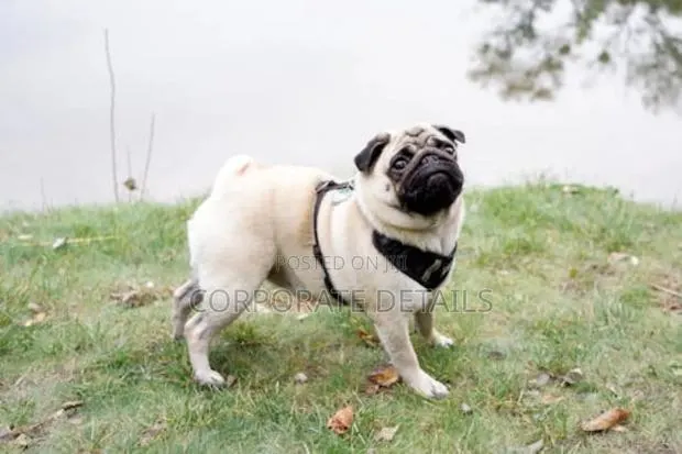 1-3 months Female Purebred Pug · Photo 1