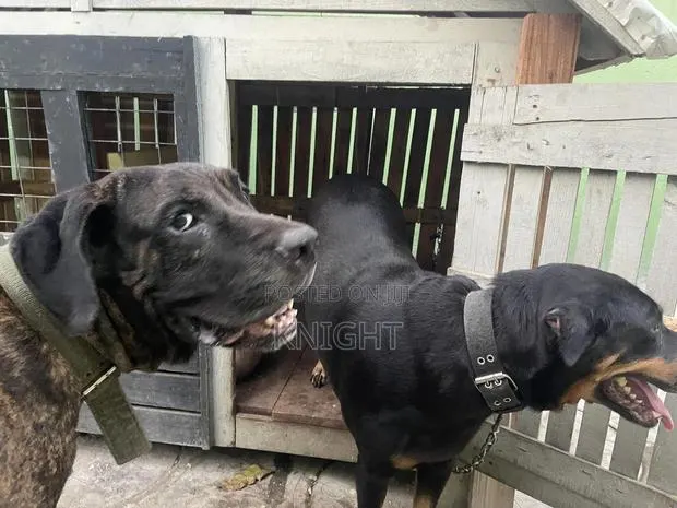 Male Brindle Pedigree Boerboel for Stud (Crossing) · Photo 3