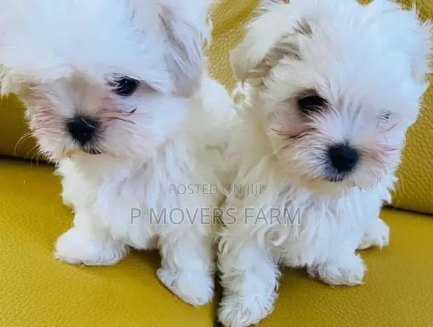 1-3 months Female Purebred Maltese · Photo 1