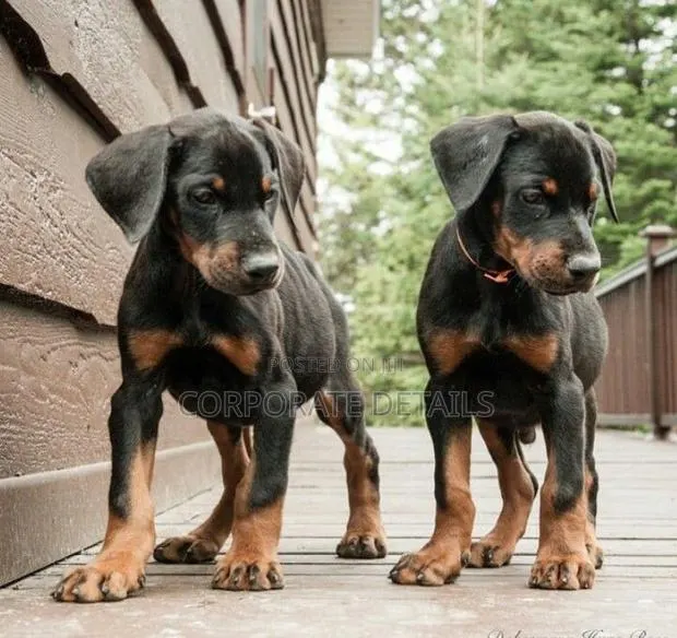 1-3 months Male Purebred Doberman Pinscher · Photo 1