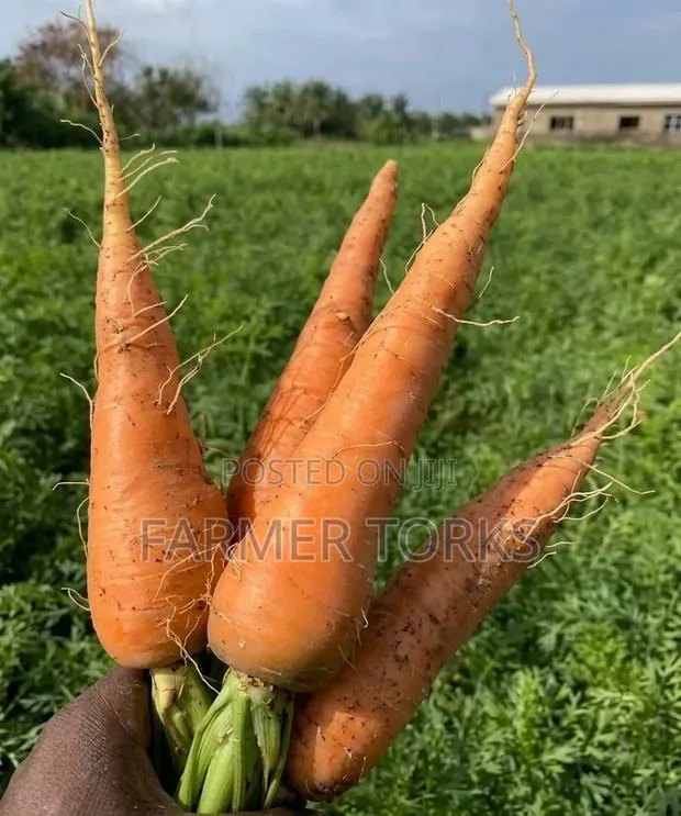 Fresh Carrot · Photo 1