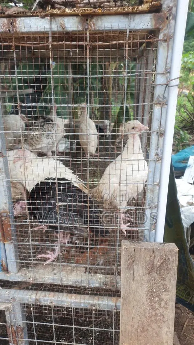 1 Month Old Turkeys · Photo 1