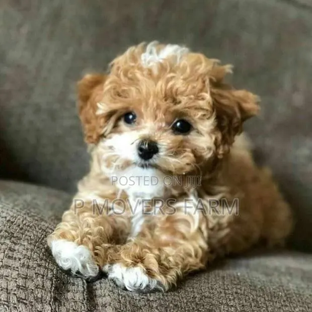 1-3 months Male Purebred Lhasa Apso · Photo 1