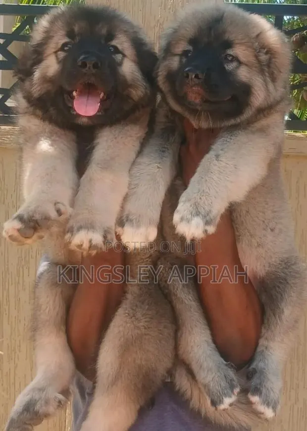 1-3 months Male Purebred Caucasian Shepherd · Photo 1