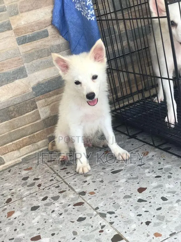 1-3 months Male Purebred American Eskimo · Photo 1