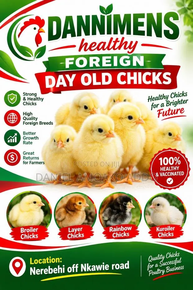 Dannimens Healthy Day Old Chicks · Photo 1