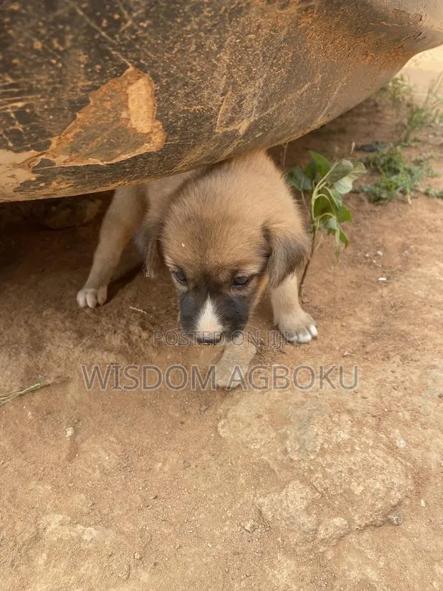 1-3 months Male Mixed Breed Dog · Photo 1