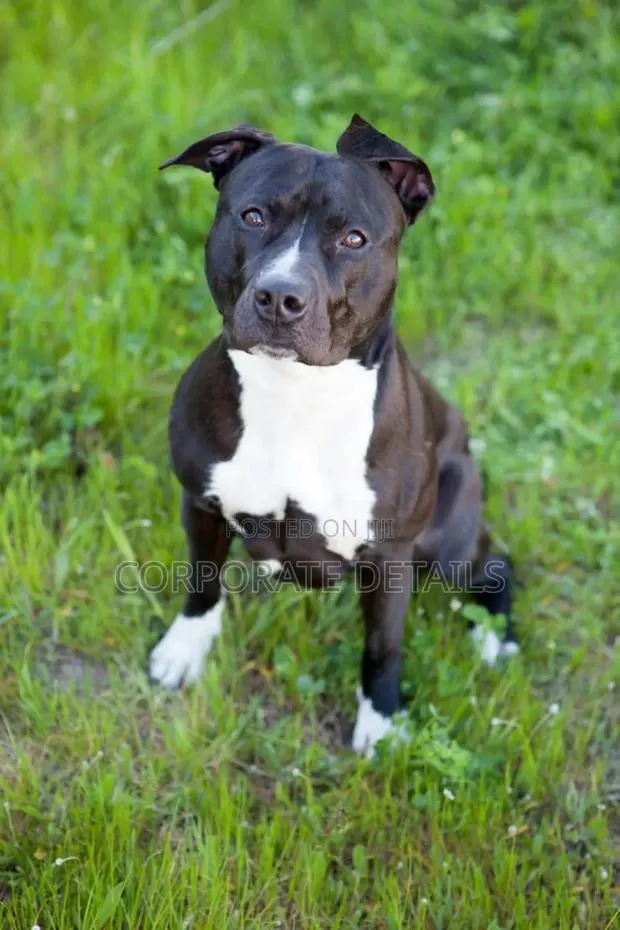 1+ year Male Purebred American Pit Bull Terrier · Photo 1
