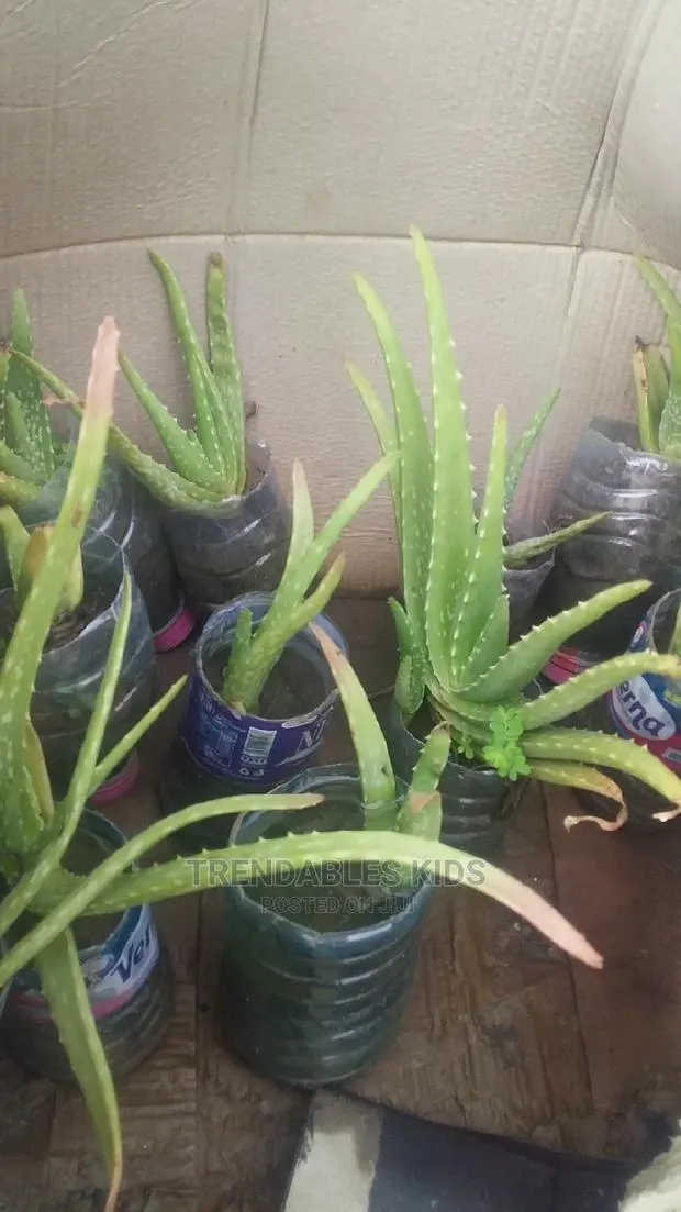 Aloe Vera Plant · Photo 1