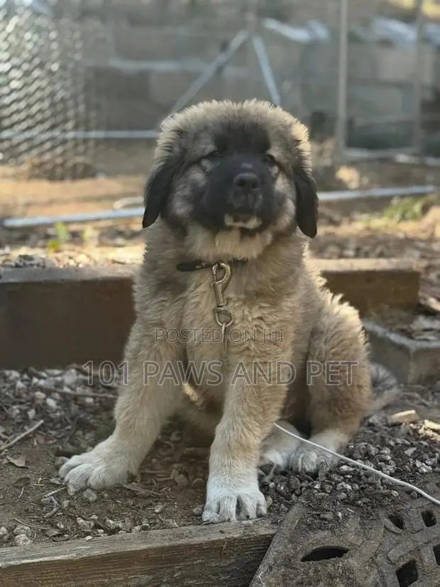 3-6 months Female Purebred Caucasian Shepherd · Photo 1