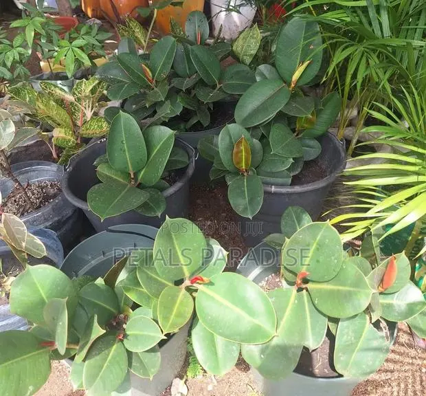 Rubber Plants for Sale · Photo 1