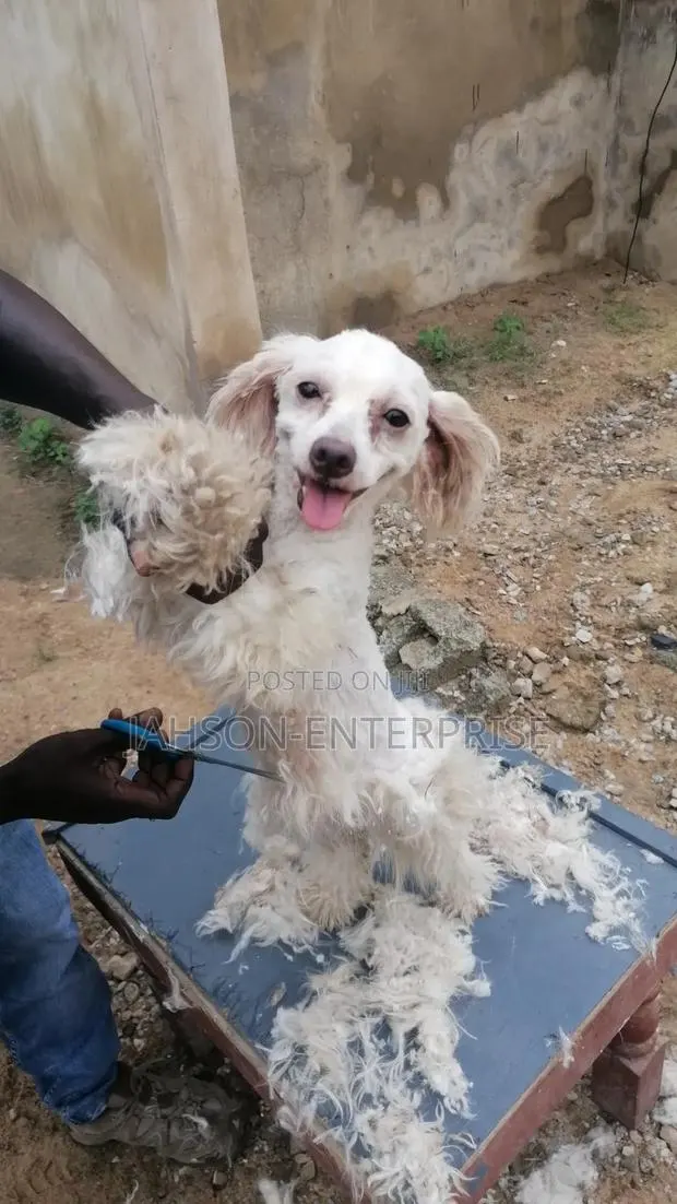 Pet Grooming Services · Photo 1
