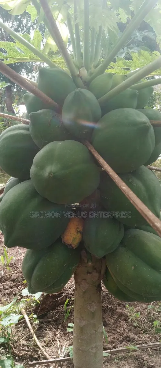 Dwarf Pawpaw Fruit, Seeds and Seedlings for Sale · Photo 1