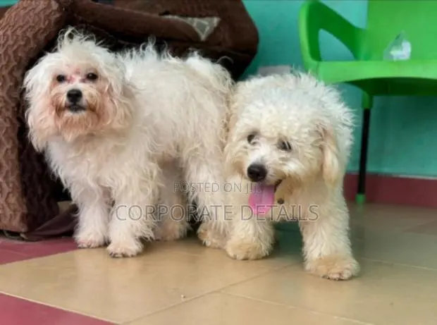 3-6 months Male Purebred Poodle · Photo 1