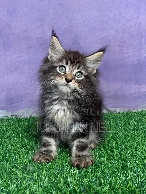 1-3 months Male Purebred Maine Coon · Photo 1