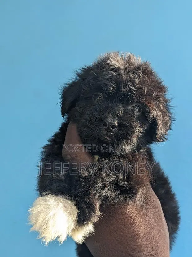 1-3 months Female Purebred Poodle · Photo 1
