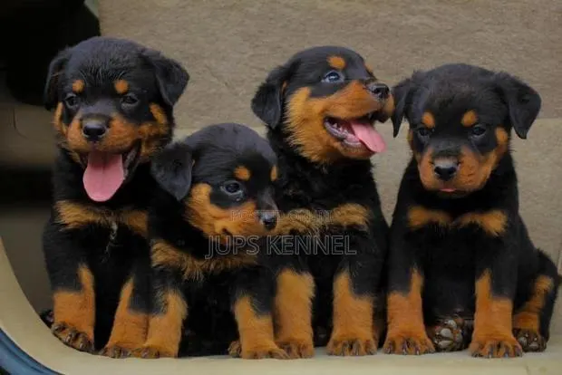 1-3 months Female Purebred Rottweiler · Photo 1