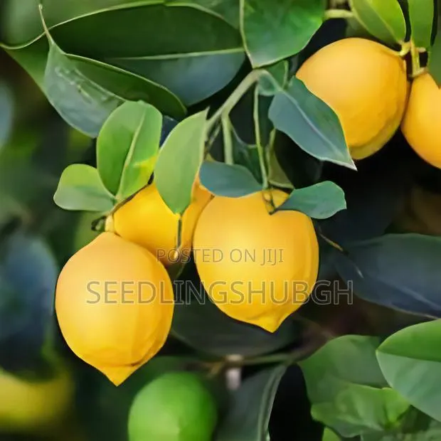 Grafted Lisbon Seedlings · Photo 1