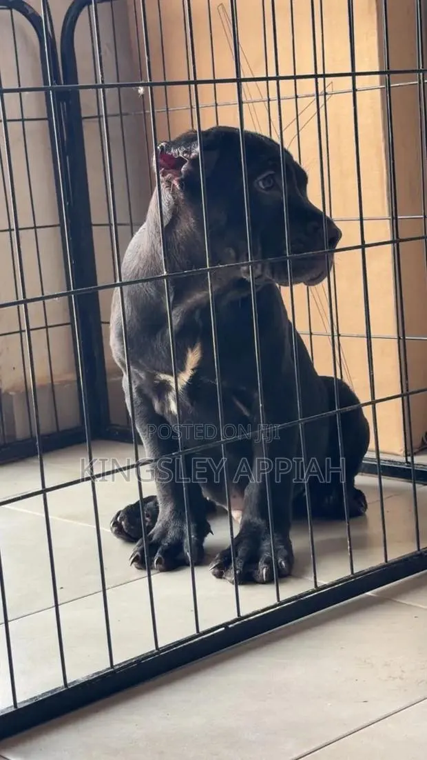 1-3 months Male Purebred Cane Corso · Photo 1