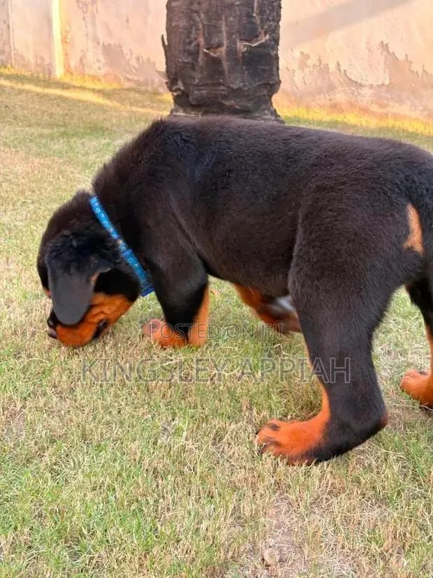 1-3 months Male Purebred Rottweiler · Photo 1